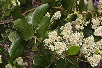 Snowbrush (Ceanothus velutinus)