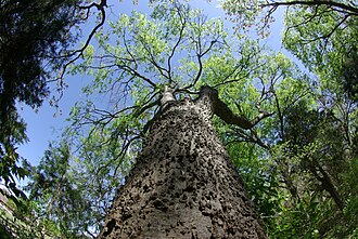 Sugarberry (Celtis laevigata)