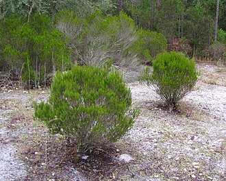 Florida Rosemary (Ceratiola ericoides)