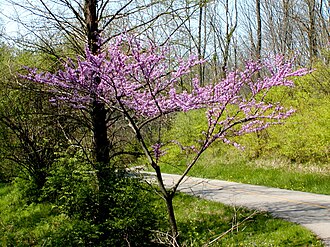 Eastern Redbud (Cercis canadensis)