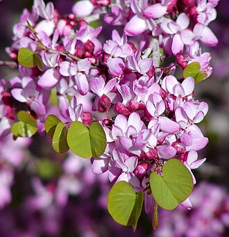 Western Redbud (Cercis occidentalis)