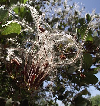 Birchleaf Mountain Mahogany (Cercocarpus betuloides)