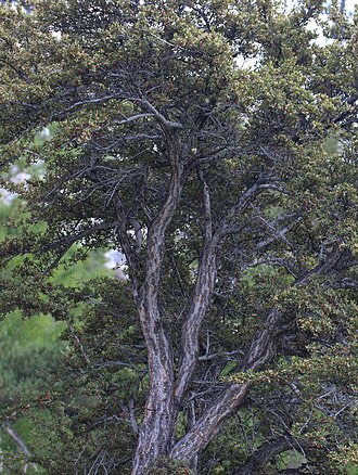 Curl-leaf Mountain Mahogany (Cercocarpus ledifolius)