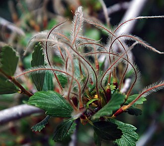 Alderleaf Mountain Mahogany (Cercocarpus montanus)