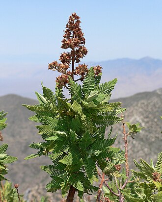 Fernbush (Chamaebatiaria millefolium)