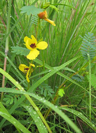 Partridge Pea (Chamaecrista fasciculata)