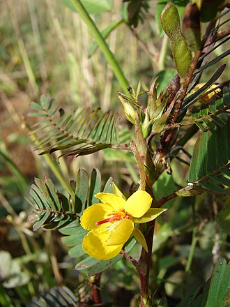 Sensitive Partridge Pea (Chamaecrista nictitans)