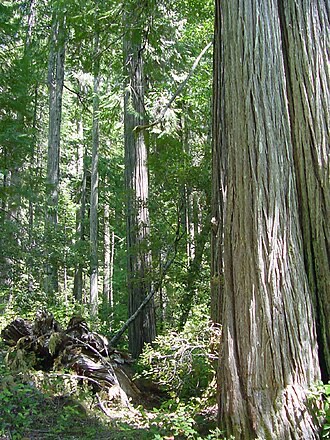 Port Orford Cedar (Chamaecyparis lawsoniana)
