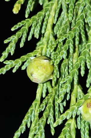 Alaska Yellow Cedar (Chamaecyparis nootkatensis)