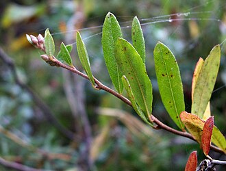 Leatherleaf (Chamaedaphne calyculata)