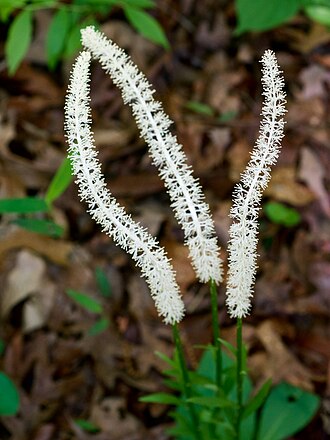 Fairywand (Chamaelirium luteum)