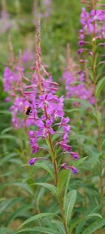Fireweed (Chamerion angustifolium)