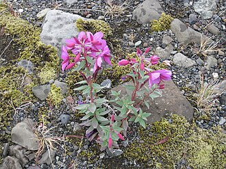 Dwarf Fireweed (Chamerion latifolium)