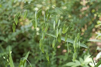 River Oats (Chasmanthium latifolium)