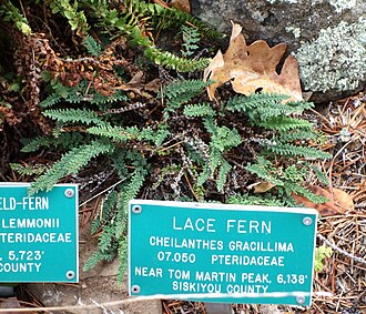 Lace Lip Fern (Cheilanthes gracillima)