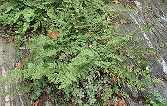 Hairy Lip Fern (Cheilanthes lanosa)