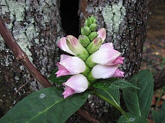 White Turtlehead (Chelone glabra)
