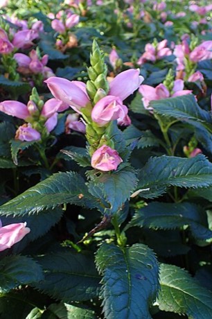 Pink Turtlehead (Chelone lyonii)