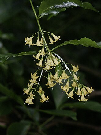 Snowberry (Chiococca alba)