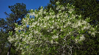 Fringe Tree (Chionanthus virginicus)