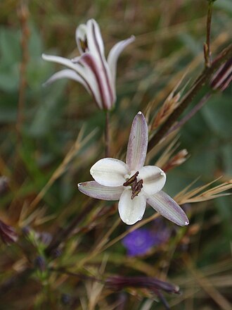 Soap Plant (Chlorogalum pomeridianum)