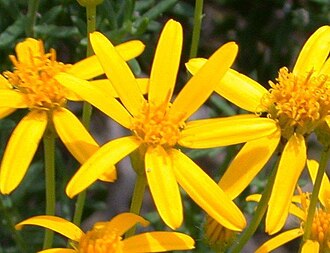 Damianita (Chrysactinia mexicana)