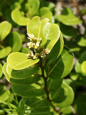 Cocoplum (Chrysobalanus icaco)