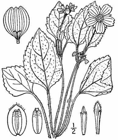 Green and Gold (Chrysogonum virginianum)