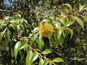 Giant Chinquapin (Chrysolepis chrysophylla)