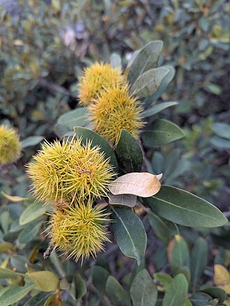 Bush Chinquapin (Chrysolepis sempervirens)