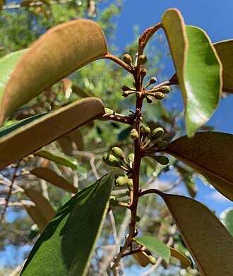 Satinleaf (Chrysophyllum oliviforme)