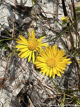 Cottony Golden Aster (Chrysopsis gossypina)
