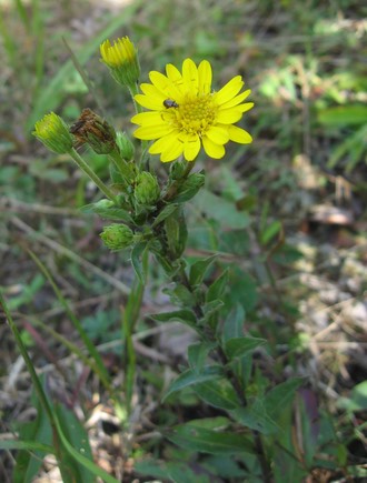 Maryland Goldenaster (Chrysopsis mariana)