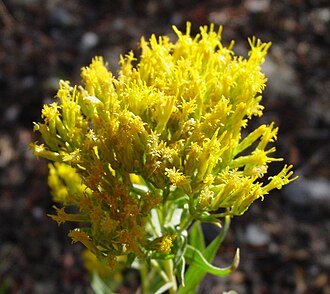 Yellow Rabbitbrush (Chrysothamnus viscidiflorus)