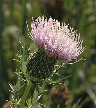 Pasture Thistle (Cirsium discolor)