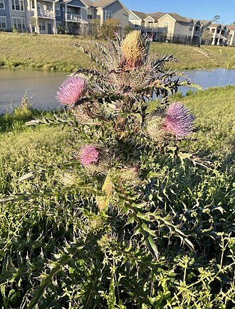 Yellow Thistle (Cirsium horridulum)