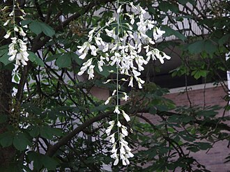 American Yellowwood (Cladrastis kentukea)