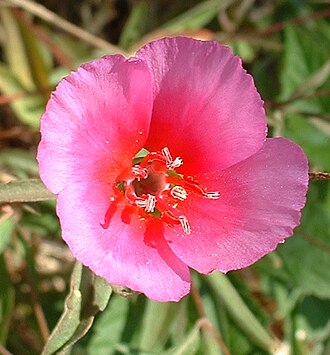Farewell-to-Spring (Clarkia amoena)