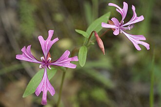 Red Ribbons (Clarkia concinna)