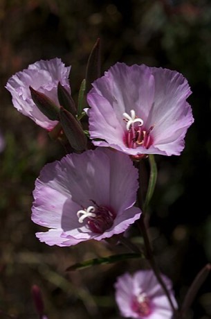 Ruby Chalice Clarkia (Clarkia rubicunda)