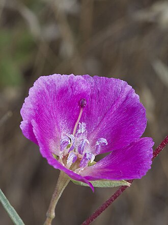 Red Spot Clarkia (Clarkia speciosa)