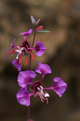 Elegant Clarkia (Clarkia unguiculata)
