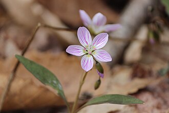 Carolina Spring Beauty (Claytonia caroliniana)