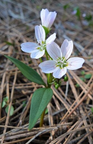 Western Spring Beauty (Claytonia lanceolata)