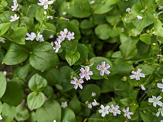 Siberian Miner's Lettuce (Claytonia sibirica)