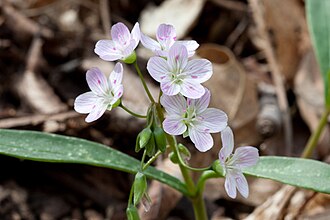 Spring Beauty (Claytonia virginica)