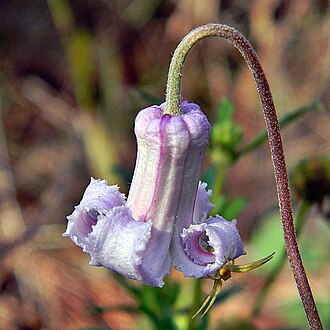 Pine Hyacinth (Clematis baldwinii)
