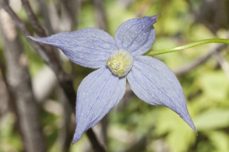 Rock Clematis (Clematis columbiana)