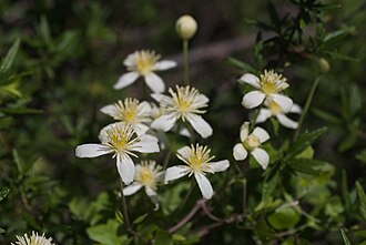 Pipestem Clematis (Clematis lasiantha)