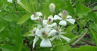Western Virgin's Bower (Clematis ligusticifolia)